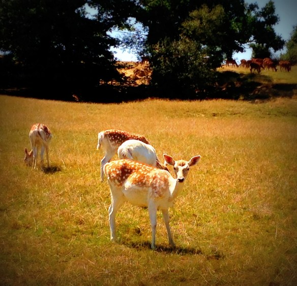 2013-08-17 13.29.18 ok