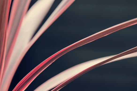 autor de bestseller, maestro de storytelling